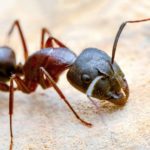 le formiche