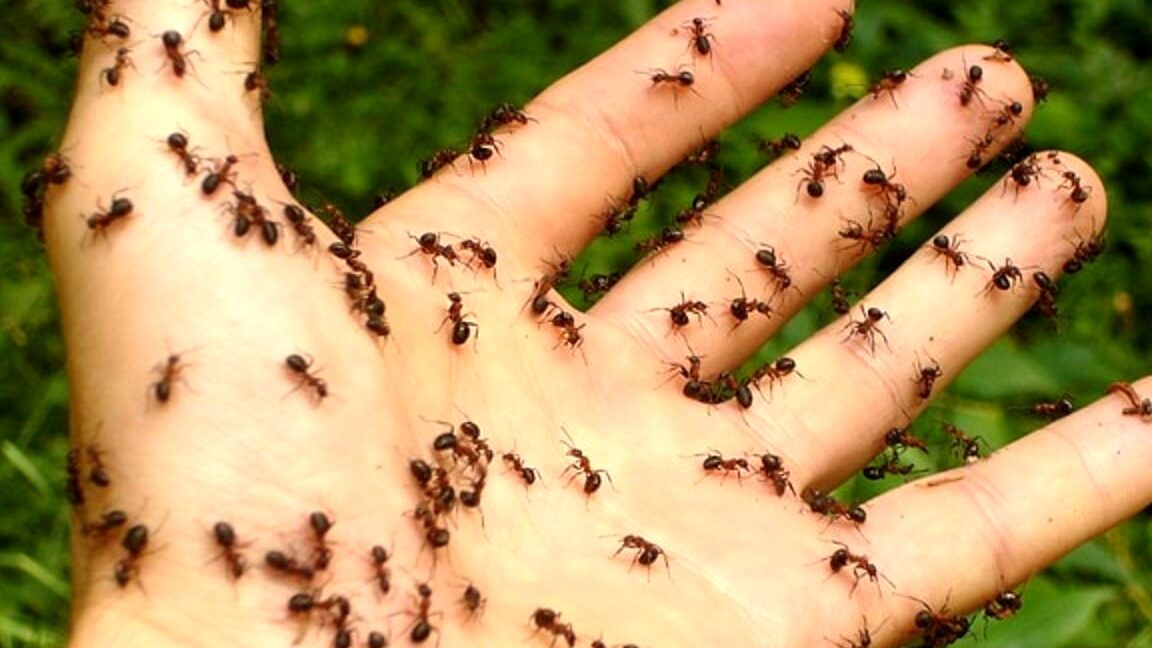 tante formiche