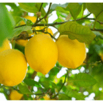 alberi limoni