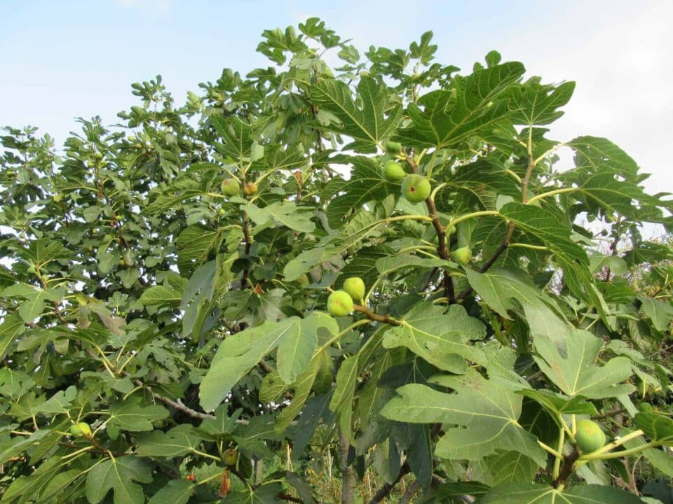 albero fichi