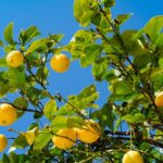 albero limoni