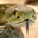 il serpente 1