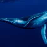le balene