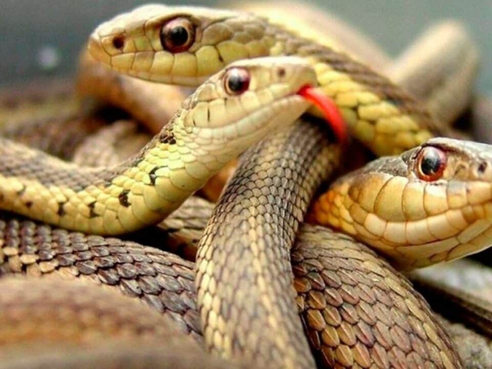 serpenti sogni