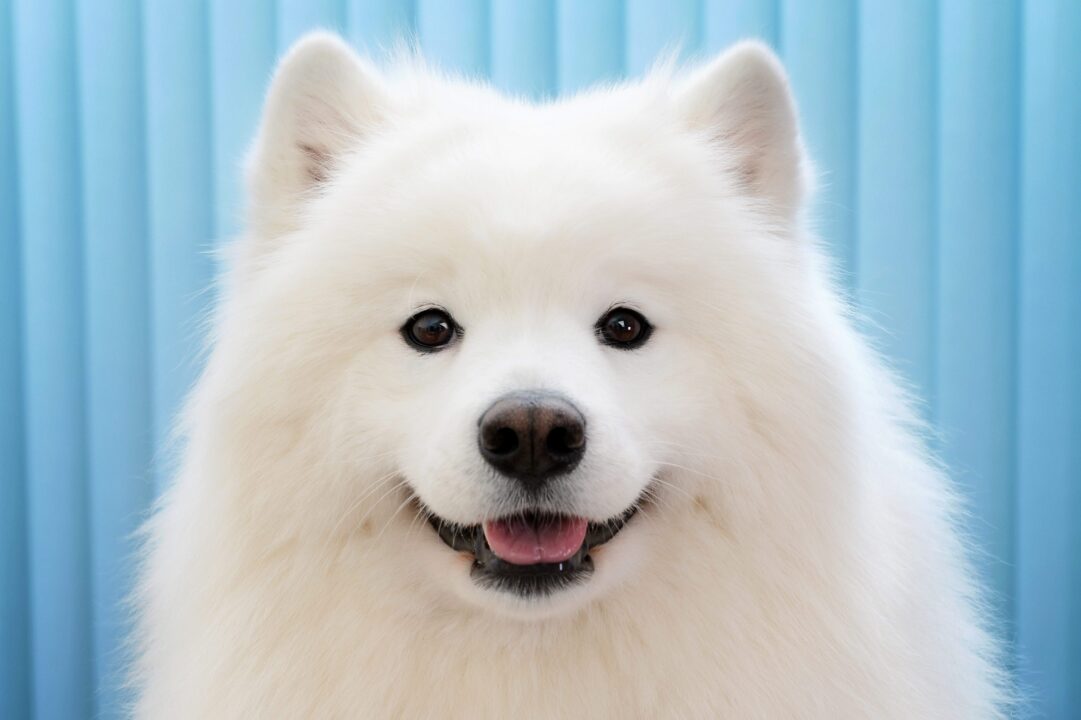 cagnolino bianco