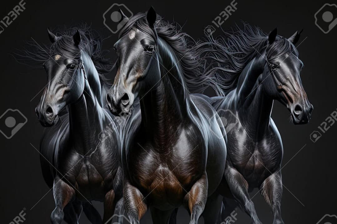 cavalli neri