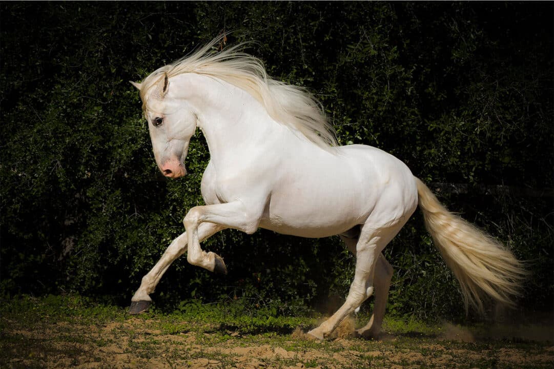 cavallo bianco 1