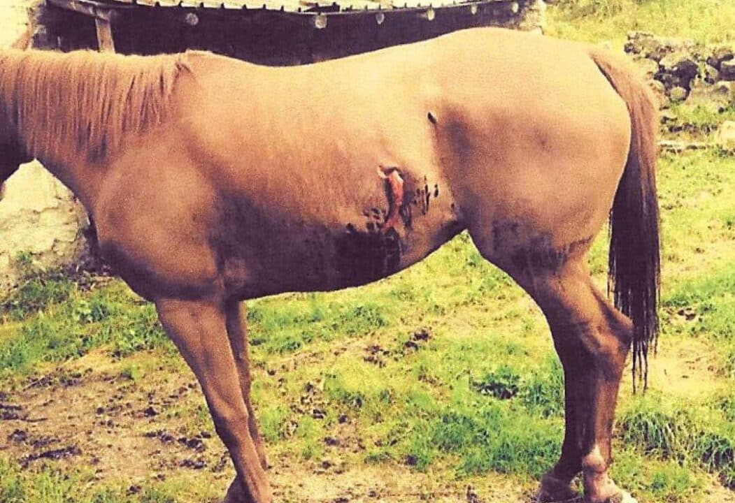 cavallo ferito