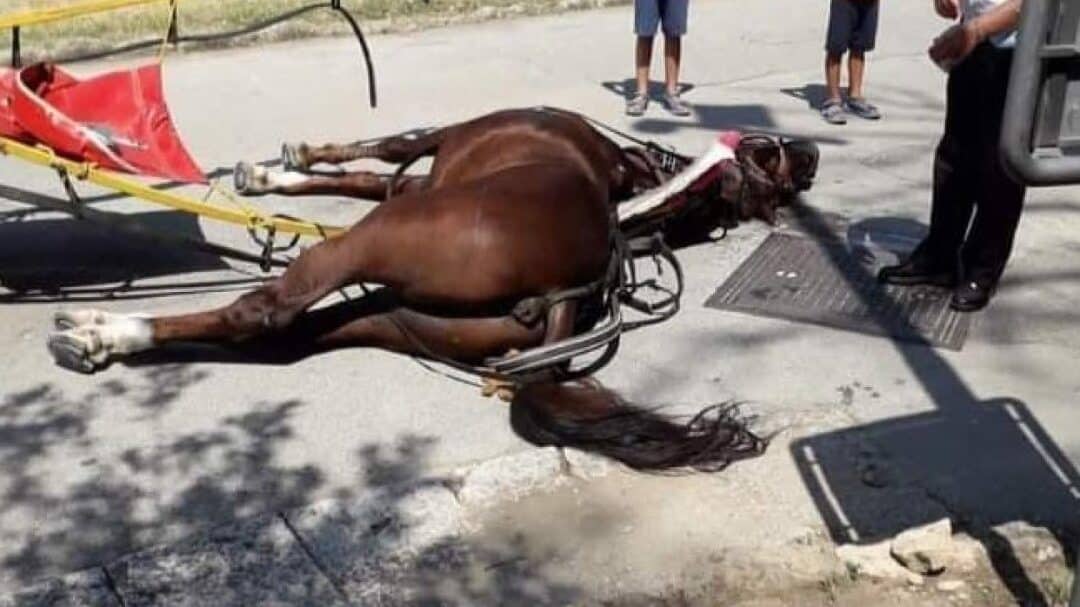 cavallo morto