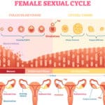 ciclo mestruale 1