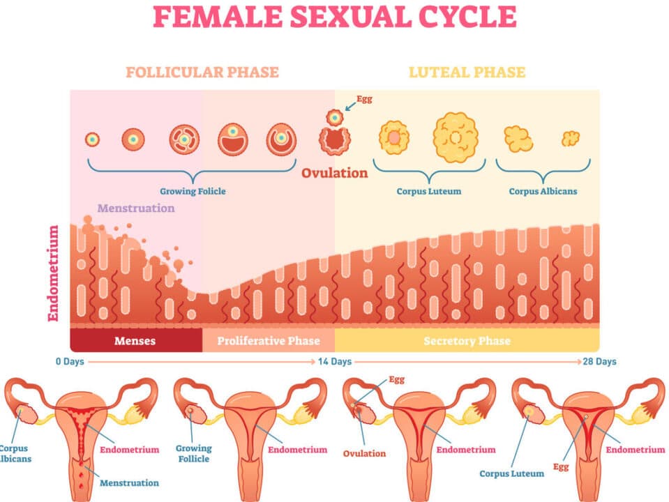 ciclo mestruale 5