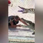 coccodrilli attaccano