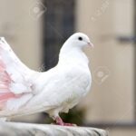 colomba bianca