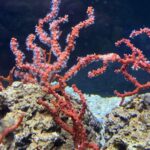 corallo rosso