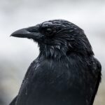 corvi possono