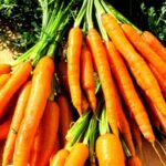 le carote