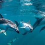delfini mare