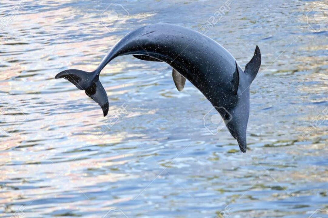 delfino dallacqua