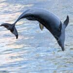 delfino dallacqua