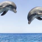 i delfini 1