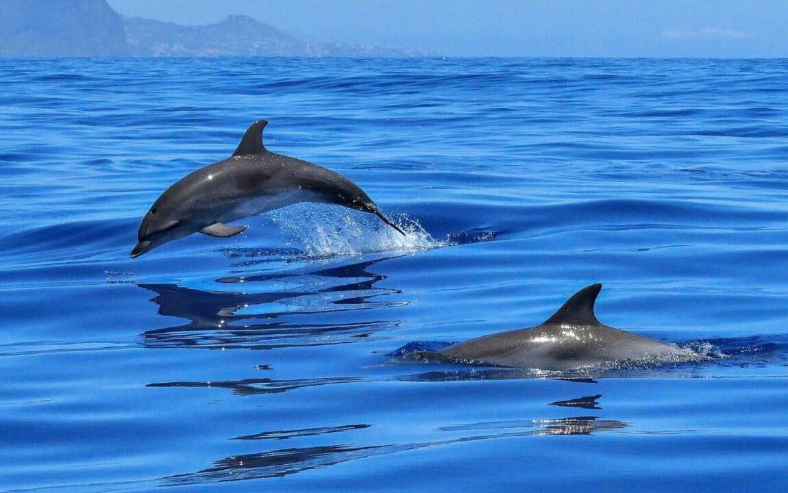 i delfini