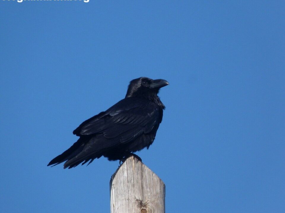 corvo nero