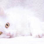 gatto bianco 1