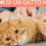 gatto malato