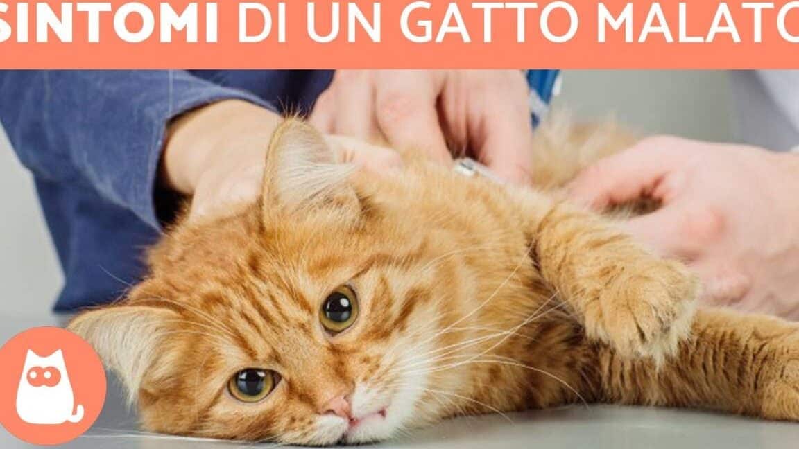 gatto malato