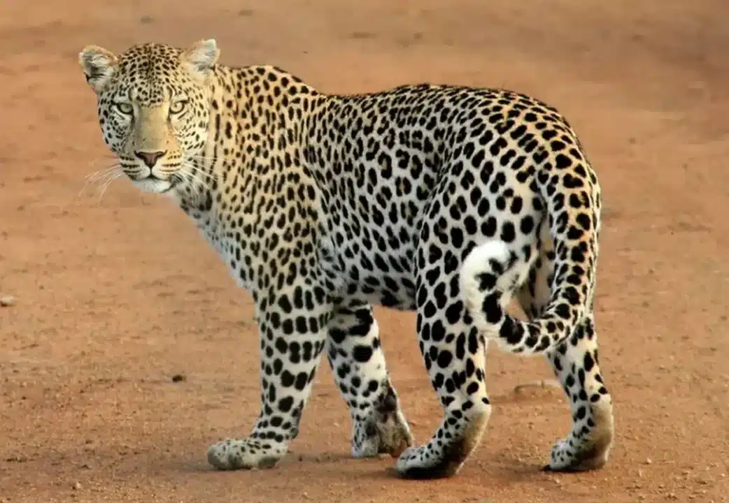 sogno leopardo