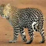 sogno leopardo