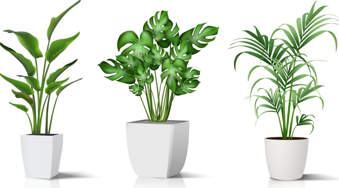piante vaso