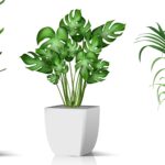 piante vaso