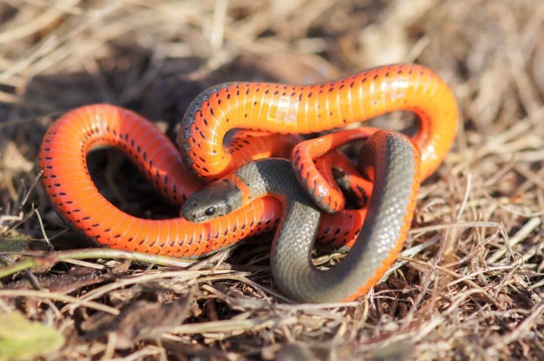 serpente arancione