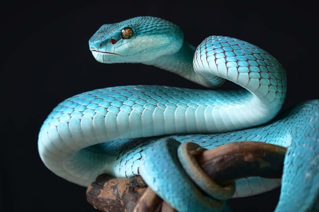 serpente blu