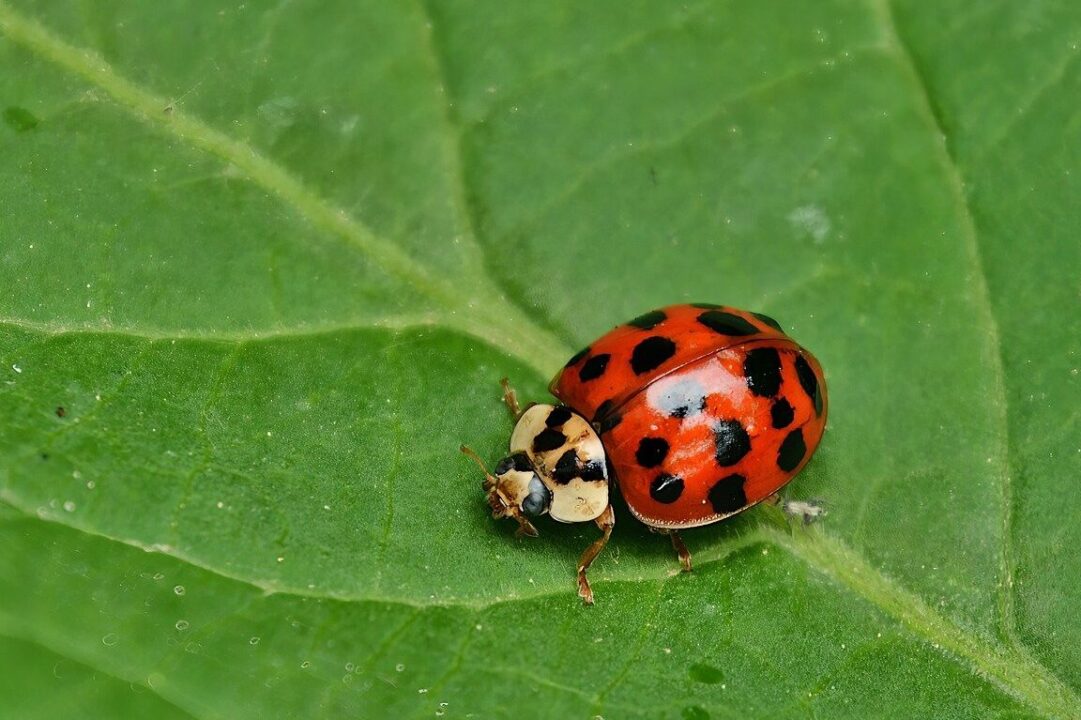 sognare coccinella