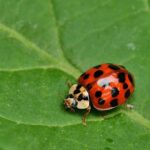 sognare coccinella