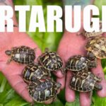 tartarughe piccole