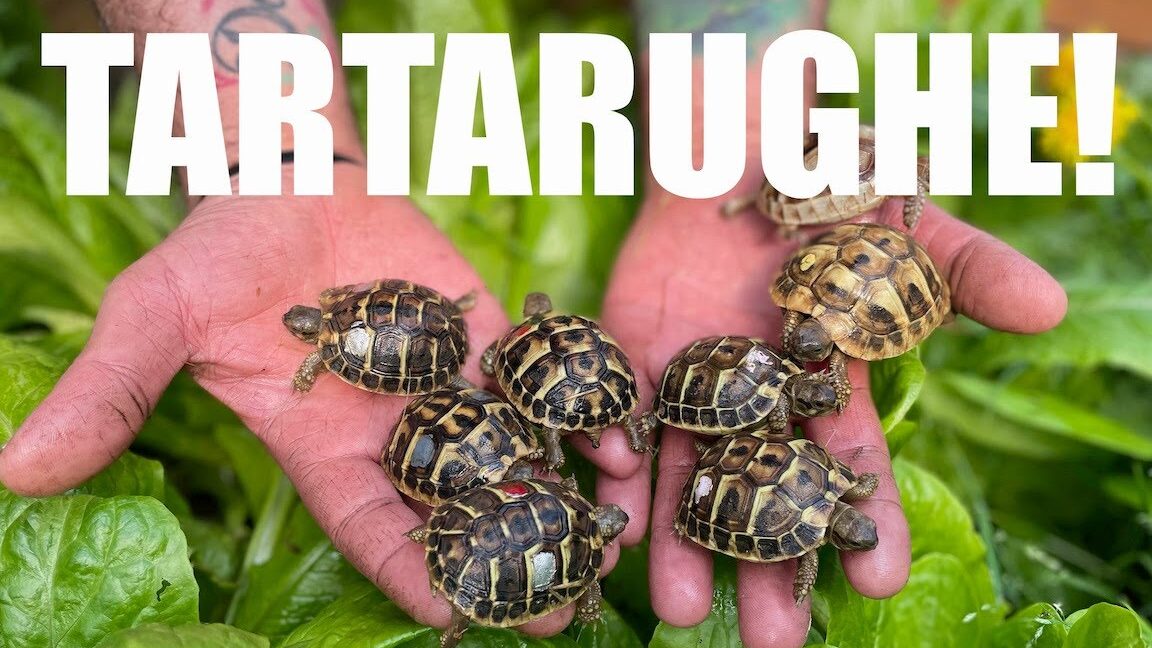 tartarughe piccole