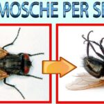 uccidere mosche