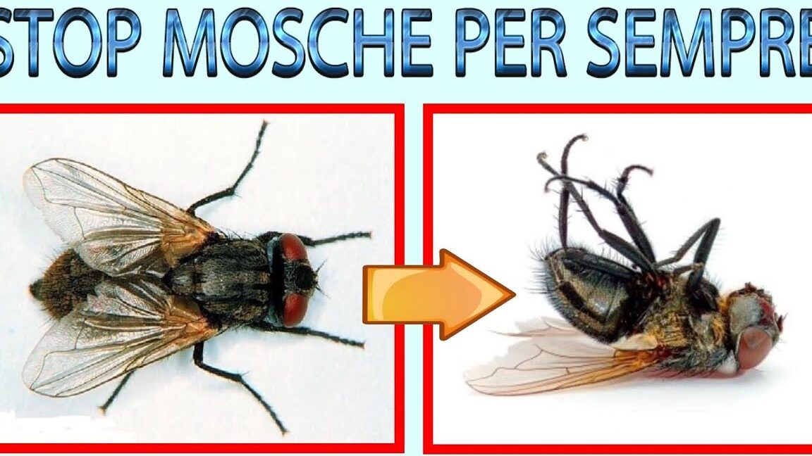 uccidere mosche