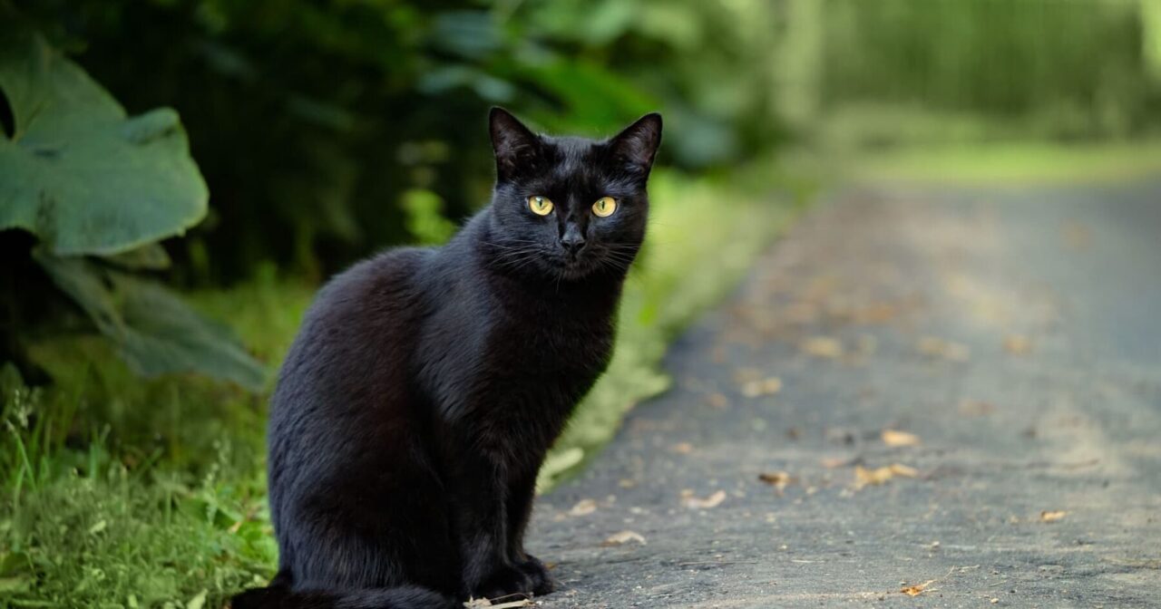 gattino nero