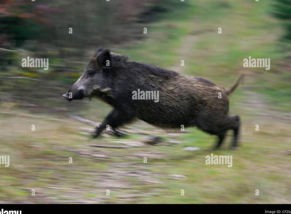 scappare cinghiale