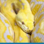 serpente giallo