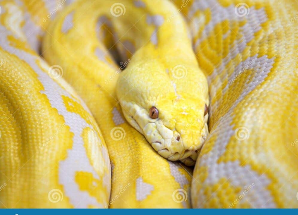 serpente giallo