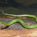 serpente verde