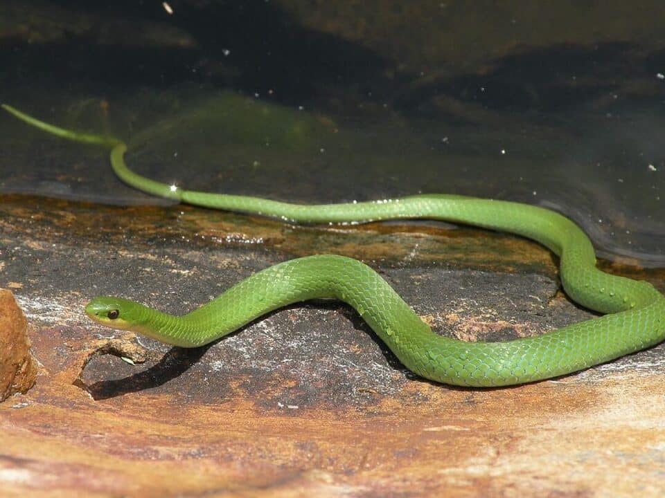 serpente verde