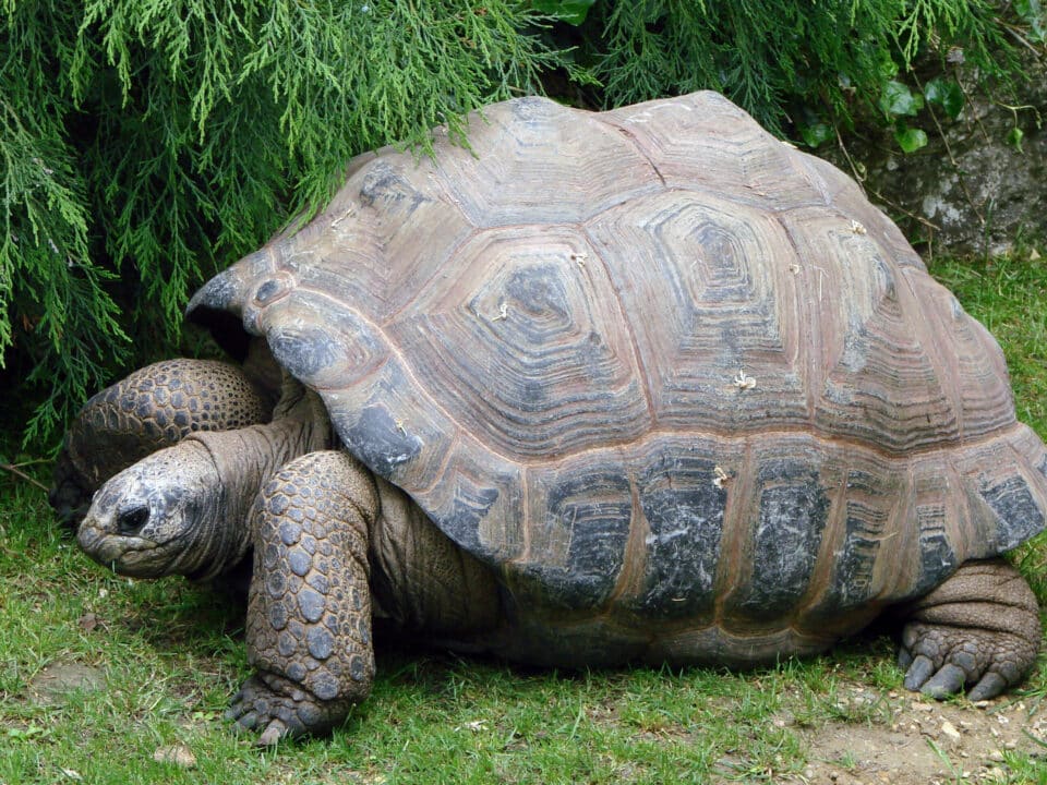 tartaruga gigante