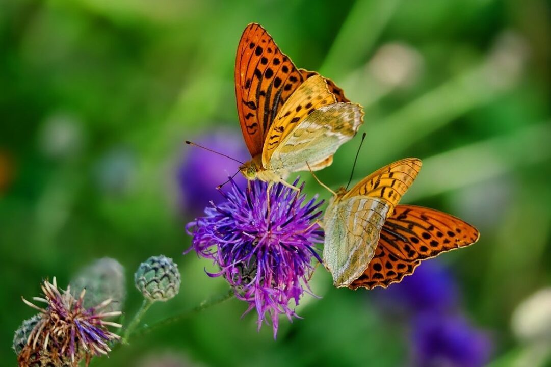 sognare farfalle