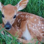 cerbiatto cucciolo